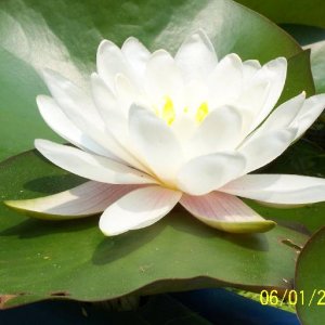 Water Lily