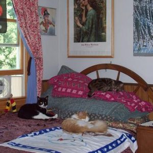 Cats in Guest Room