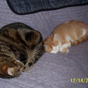 Twink & Lily, when Twinkie was a baby before he became a terror.