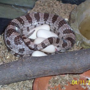 Jasmine laying eggs