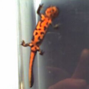 one of my Chinese Fire bellied newts. Archimedes Achilles (sadly he had to be put down last year)