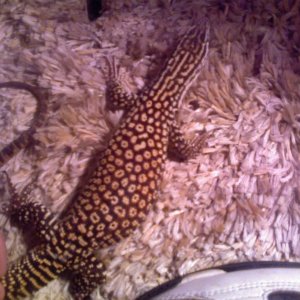 leonidas my red ackie monitor