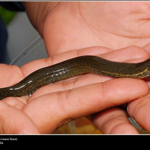 Siren intermedia nettingi