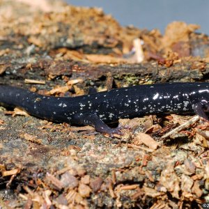 Plethodon albagula or Plethodon sequoyah