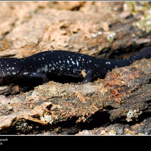 Plethodon albagula or Plethodon sequoyah