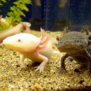 Axolotls