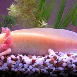 Axolotl