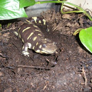 Okay, this is'nt my tiger salamander. Technically, he belongs to the Sacaramento Zoo, but I do take care of him there!