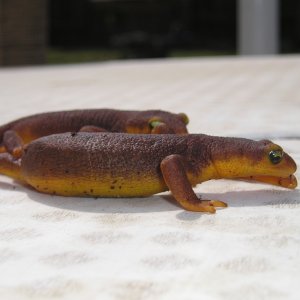 My two California Newts, having a race!