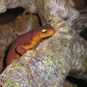 One of my California Newts.