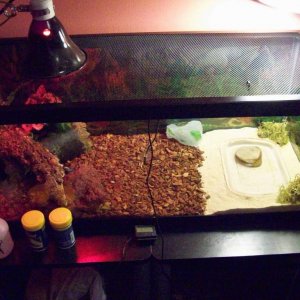 Gecko Tank