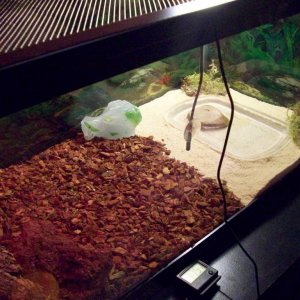 Gecko tank