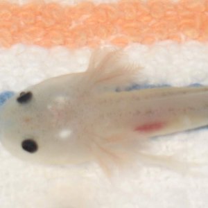 Juvenile Axolotl prior to meal.