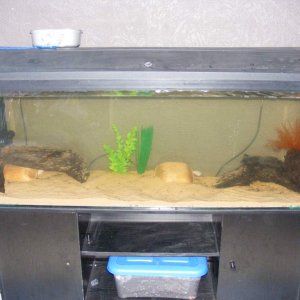 my new four foot tank