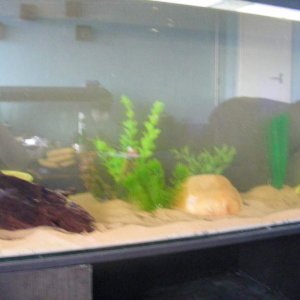 The new four foot tank with more plants and hides.