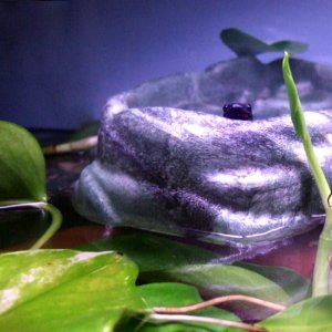 Hatori (C. orientalis) peeking out of his food dish.