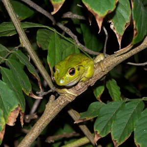 Green Tree Frogs