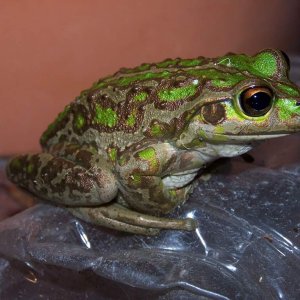 Frog 2