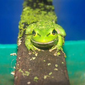 Green Tree Frog2