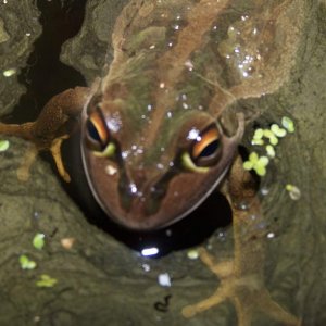 forg in the pond