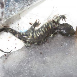 This is what my salamander looked like the day he arrived.