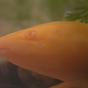 This is my newest axolotl. Her name is Cippi (chip-ee) and she is the now proud mother of about 30 eggs!