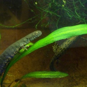 My new Triturus Dobrogicus pair.  I just got these bad boys (08/14/08).  I think (hope!) the front one is a female and the one in back is a male with 