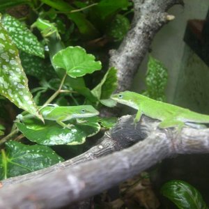 Green anoles