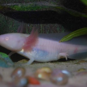 This is Izzy one of my first albino he eats to much and they might look stress cause of the flash and m trying to get the algea off the glass