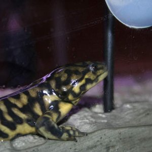 salamander!