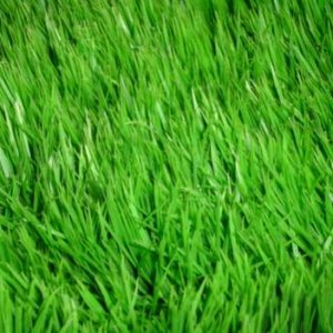 grass by conformity