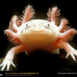 axolotl