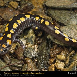 spotted salamander