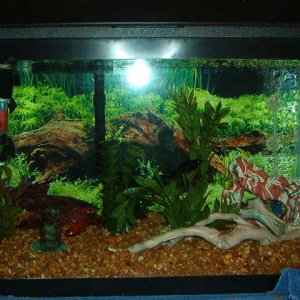 My old fish tank.