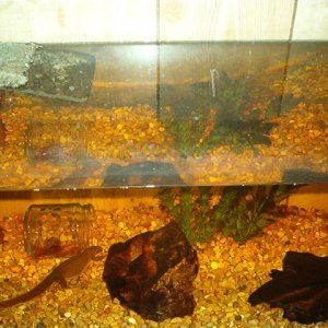 My tank now, but subtract the gravel.