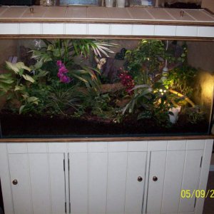 Dart frog tank 4 foot by 2 foot