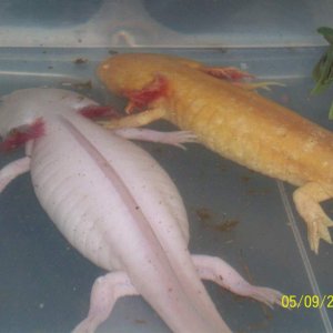 male golden female white axie