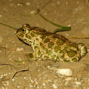 My last Bufo viridis  due to them pesky cats