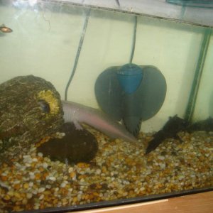 The mum and dad :) my sisters axolotls