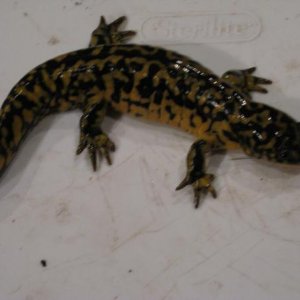 tiger salamander