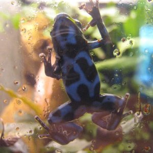 Dendrobates auratus