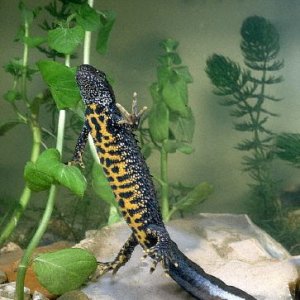 Great Crested Newt