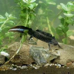 Great Crested Newt