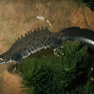 Great Crested Newt (Triturus cristatus)