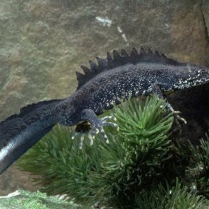 Great Crested Newt