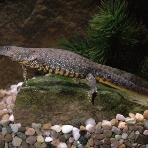 Great Crested Newt