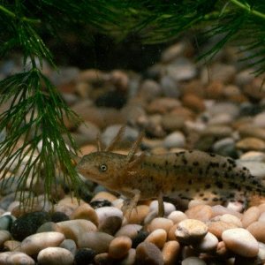 Great Crested Newt (larvae)