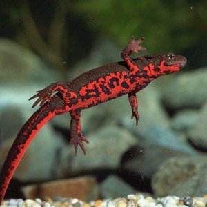 Japanese Fire Bellied Newt