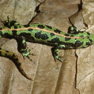 Marbled Newt (female)