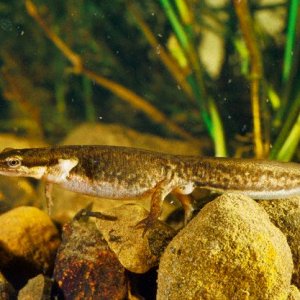 Palmate Newt (female)